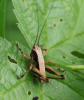 Pholidoptera griseoaptera